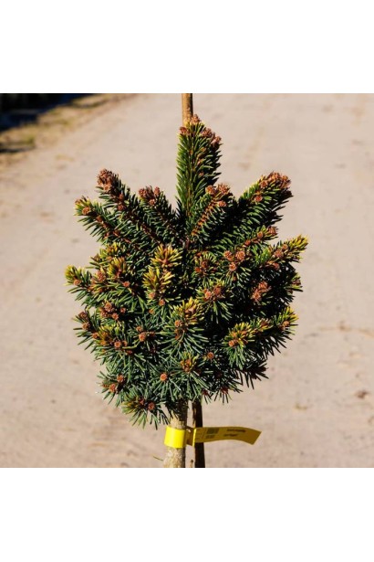 Ялина Голд Наггет штамбова форма - густа щільна крона